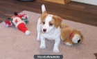 jack russell Terrier cachorros - mejor precio | unprecio.es