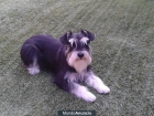 Macho schnauzer mini negro y plata para montas - mejor precio | unprecio.es