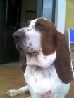 se ofrece basset hound para monta - mejor precio | unprecio.es