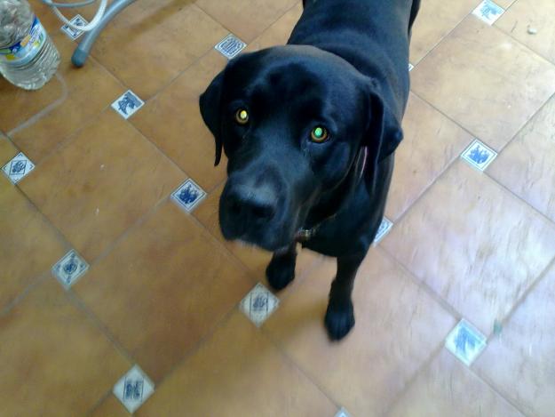 se ofrece gratis perro macho labrador puro para monta