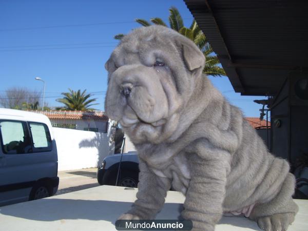 ULTIMOS CACHORROS SHAR PEI AZULES Y NEGROS