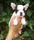 BULLDOG FRANCES 350€ - mejor precio | unprecio.es