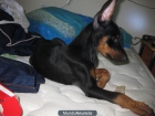 caxorra hembra doberman - mejor precio | unprecio.es