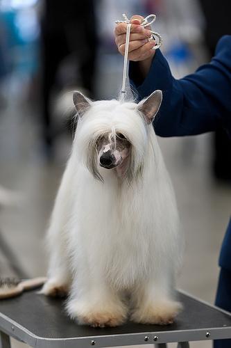 Crestados chinos (chinese crested dog) powder puff