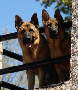 IMPRESIONANTES CACHORROS DE PASTOR ALEMAN CON PEDIGRE