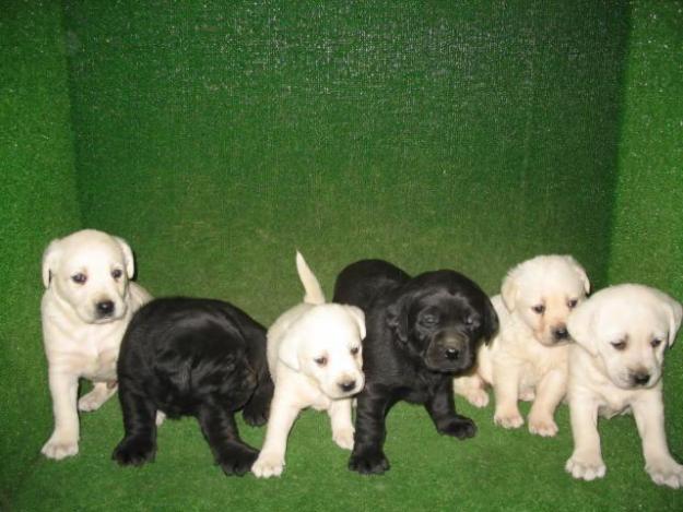 OFERTA,SE VENDEN CACHORRITOS DE LABRADOR RETRIEVER Y GOLDEN 190€
