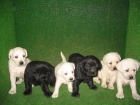 OFERTA,SE VENDEN CACHORRITOS DE LABRADOR RETRIEVER Y GOLDEN 190€ - mejor precio | unprecio.es