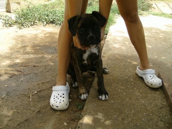 se venden boxer hembras