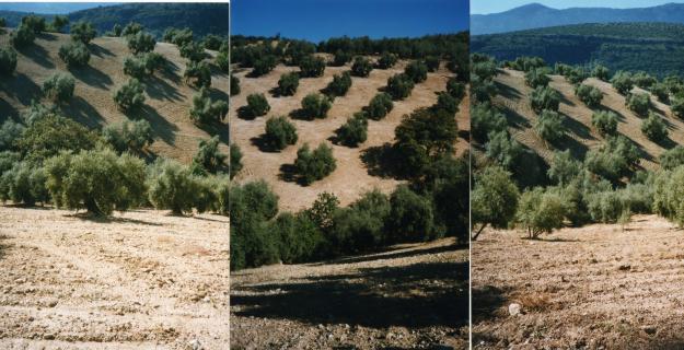 Venta de olivar