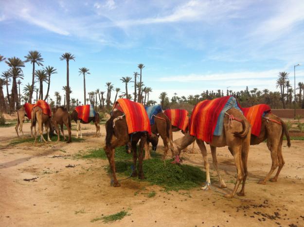 Viajar a marrakech con servicio privado y de confianza