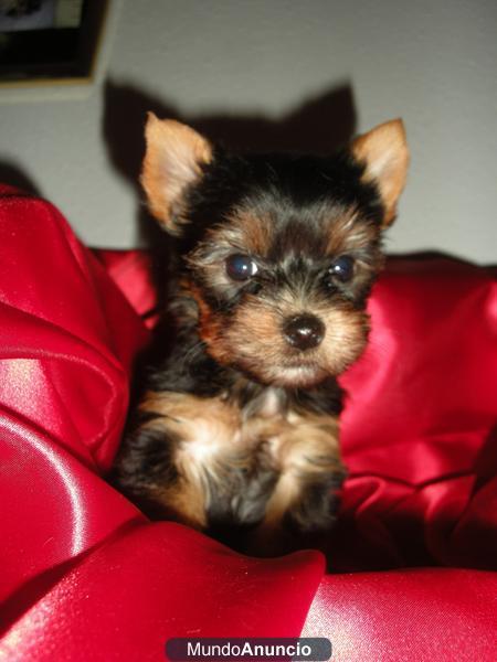 yorkshire terrier