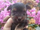 Yorkshire Terrier,venta de cachorros - mejor precio | unprecio.es