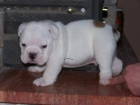 Adorable cuccioli Bulldog inglese per l'adozione. - mejor precio | unprecio.es