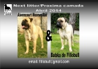 Bullmastiff - mejor precio | unprecio.es