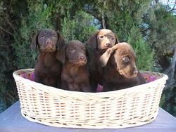 Cachorros de Labrador Dorado y Negro 190â¬, Chocolate 250â¬