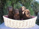 Cachorros de Labrador Dorado y Negro 190â¬, Chocolate 250â¬ - mejor precio | unprecio.es