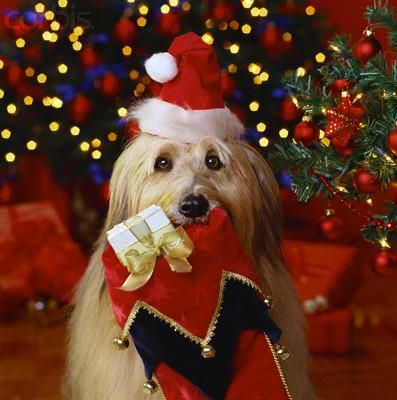 MODA CANINA PARA ESTA NAVIDAD¡¡¡¡¡