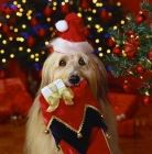 MODA CANINA PARA ESTA NAVIDAD¡¡¡¡¡ - mejor precio | unprecio.es