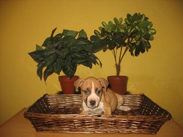 PRECIOSA HEMBRA AMERICAN STANFFORD, 250 EUROS
