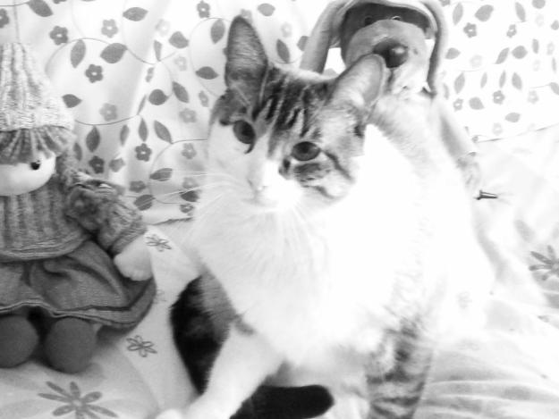GATO EN ADOPCIÓN