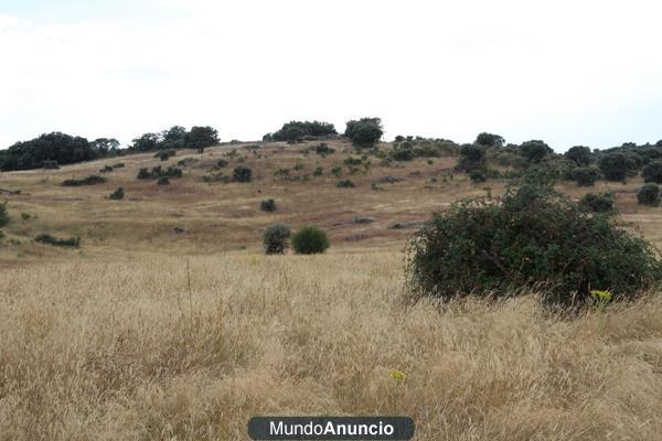 ALQUILER  DE PASTOS FINCA GANADERA   300 HAS ZONA TALAVERA