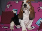 BASSET HOUND, ELMEJOR PRECIO - mejor precio | unprecio.es