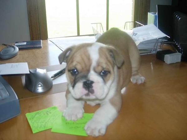 CACHORROS BULLDOG INGLES PARA REGALO DE NAVIDAD