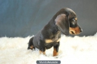 Cachorros de Teckel miniatura, excelente calidad y garantia, con dos meses - mejor precio | unprecio.es