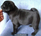 Cachorros pug - Pug - 11 semanas - mejor precio | unprecio.es