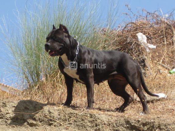 camada american pitbull