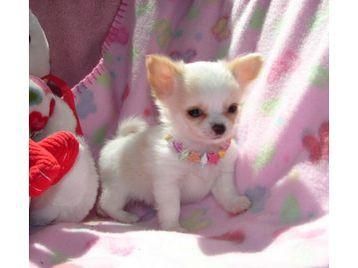 CHIHUAHUA HEMBRA