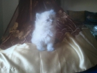 Gatos persas himalayos y blanco - mejor precio | unprecio.es
