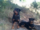 IMPRESIONANTE ROTTWEILER PARA MONTAS - mejor precio | unprecio.es