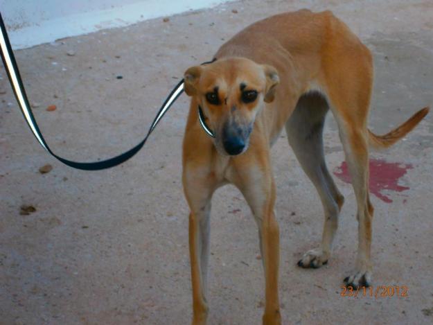 necesita adopcion