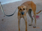 necesita adopcion - mejor precio | unprecio.es