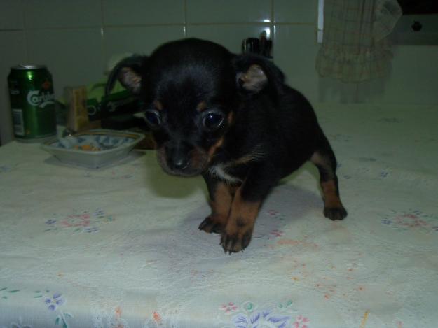 Rater Mallorquin cachorritos toy miniaturas en venta