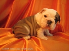 REGALO BULLDOG INGLES 1AÑO Y MEDIO C/PEDIGREE x no poder atender - mejor precio | unprecio.es
