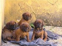 Sabuesos de Baviera