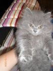 Se ofrece gato persa azul - mejor precio | unprecio.es