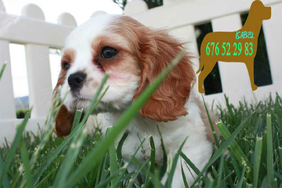 Camada de Cavalier ¡ Tu cachorro !