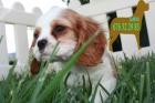 Camada de Cavalier ¡ Tu cachorro ! - mejor precio | unprecio.es