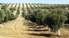 Aceite de oliva virgen extra - mejor precio | unprecio.es