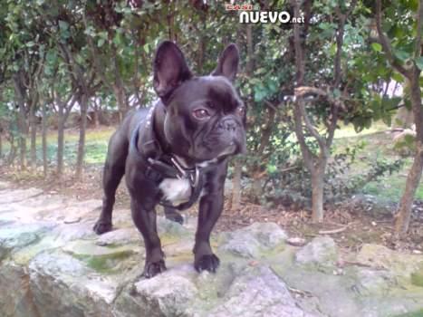 bulldog frances para montas