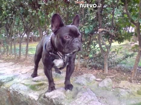 bulldog frances para montas