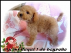 Cachorritos de caniche toy apricot; rojo intenso, negro y arlequín - mejor precio | unprecio.es
