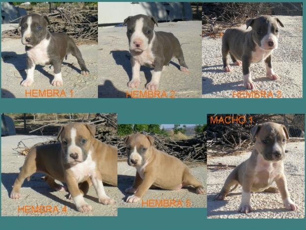 Cachorros American Staffordshire Terrier azules calidad