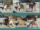 Cachorros American Staffordshire Terrier azules calidad - mejor precio | unprecio.es