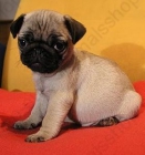CARLINOS CACHORROS - mejor precio | unprecio.es