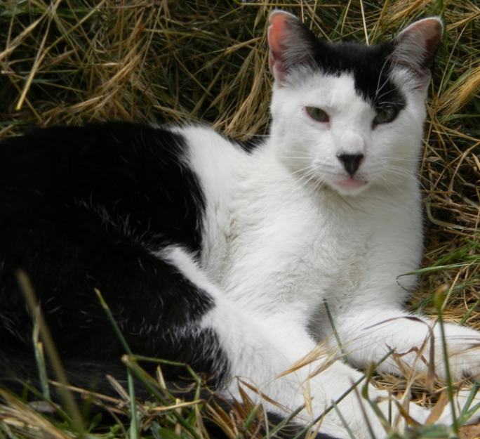 Duque un gatos que es noble, guapo y simpático