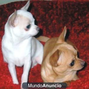 hermosos cachorros chihuahua